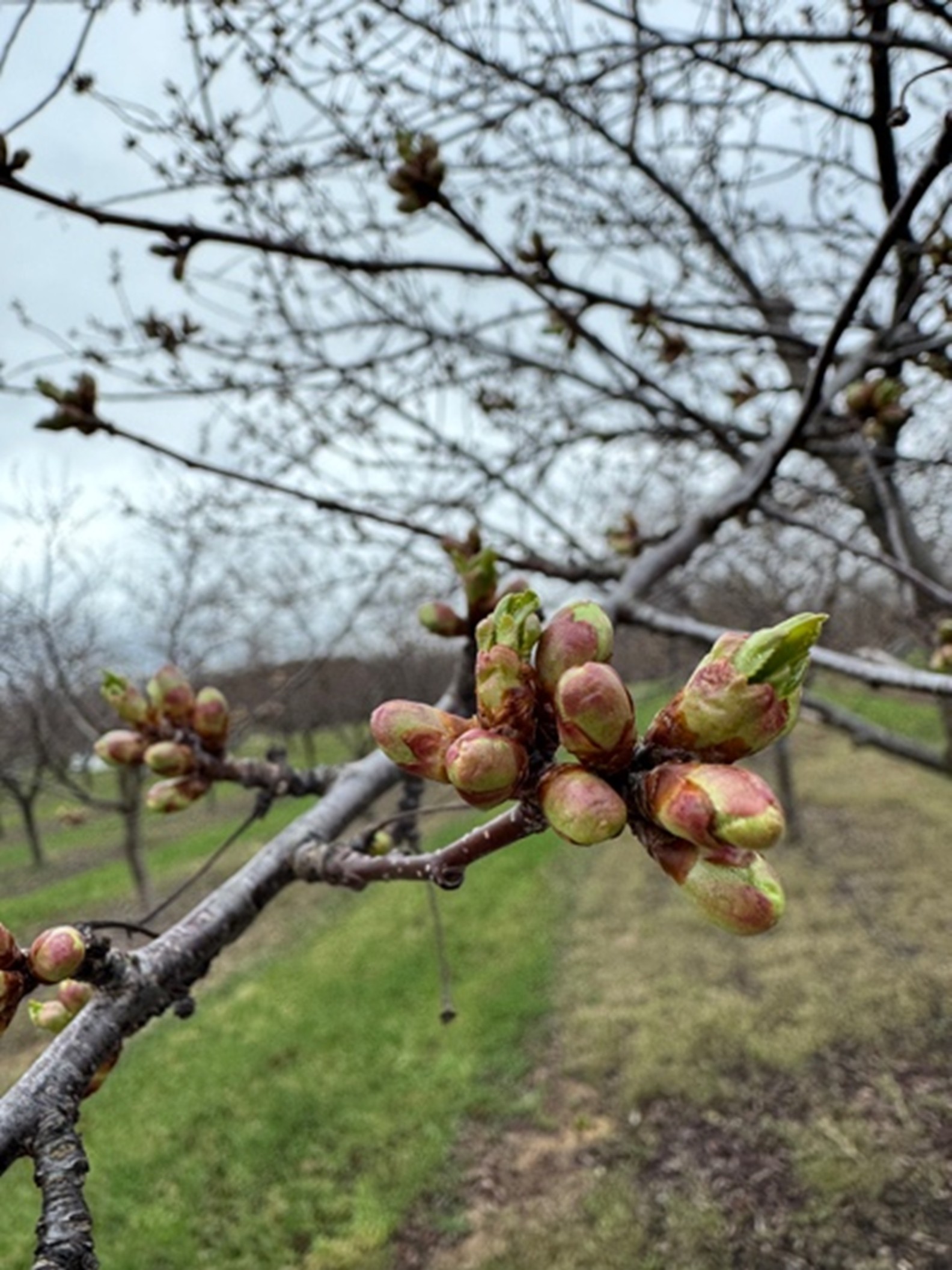 Montmorency cherry buds growing in an orchard.